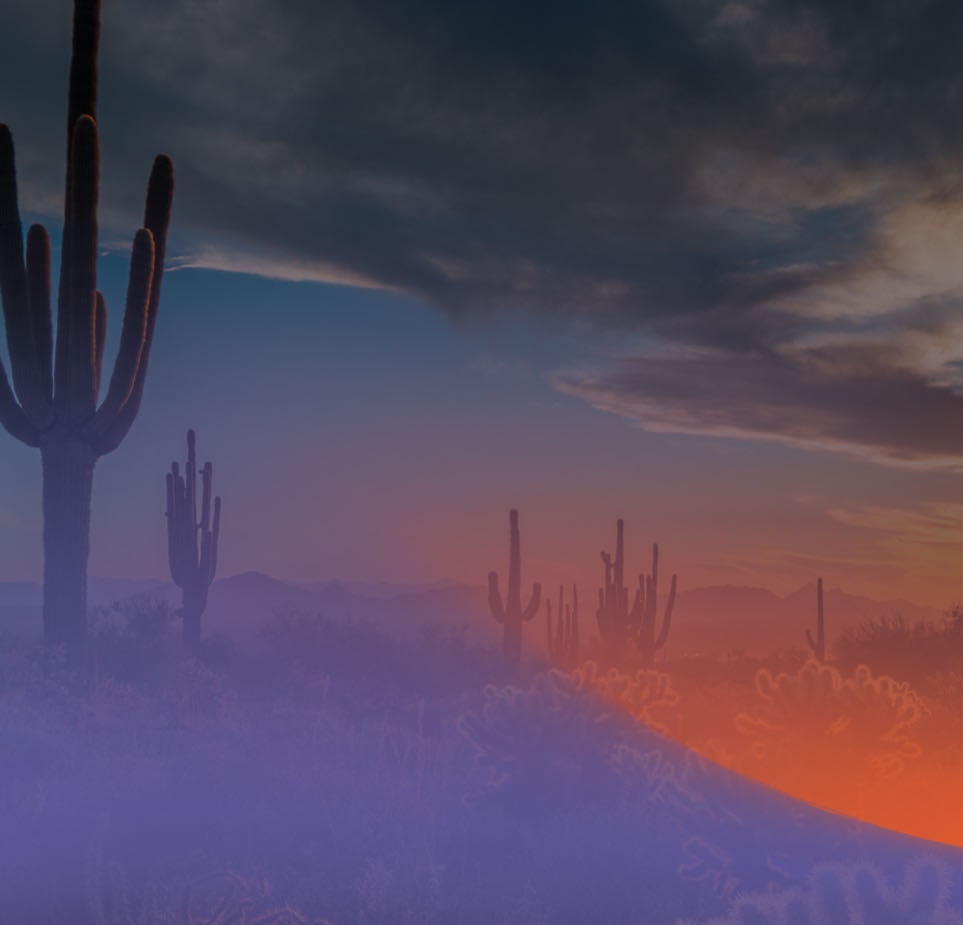 Image of cacti in the Arizona desert.